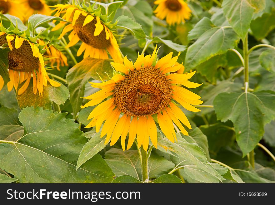 Sunflower in Saraburi Province in Thailand.