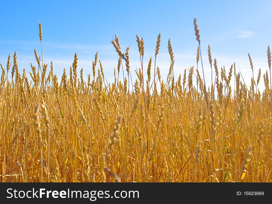 Landscape with  wheat field on blue sky. Landscape with  wheat field on blue sky