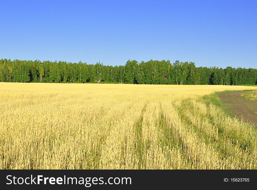 Landscape with wheat field