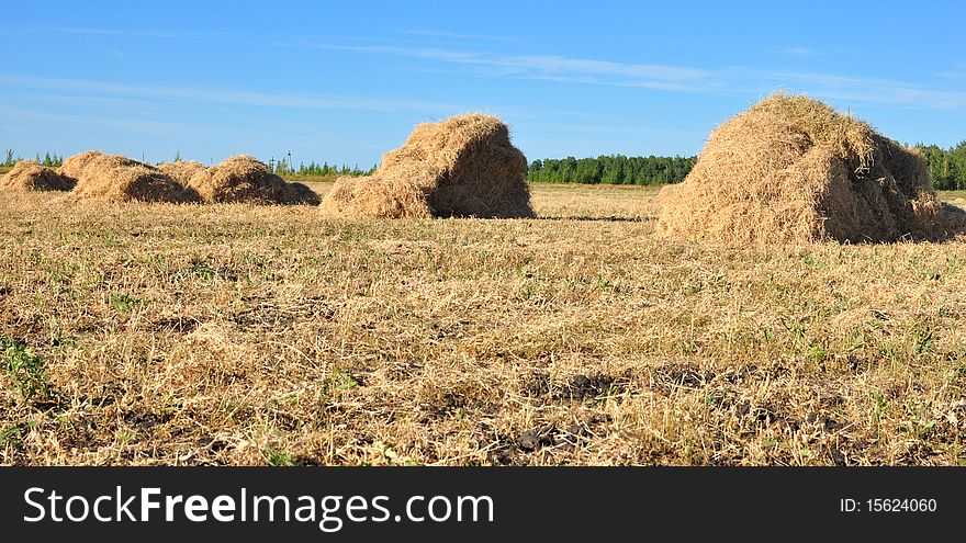 Haystack on the meadow in sunny day