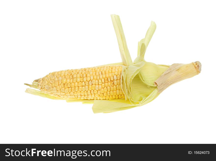Fresh corn on the cob isolated against white