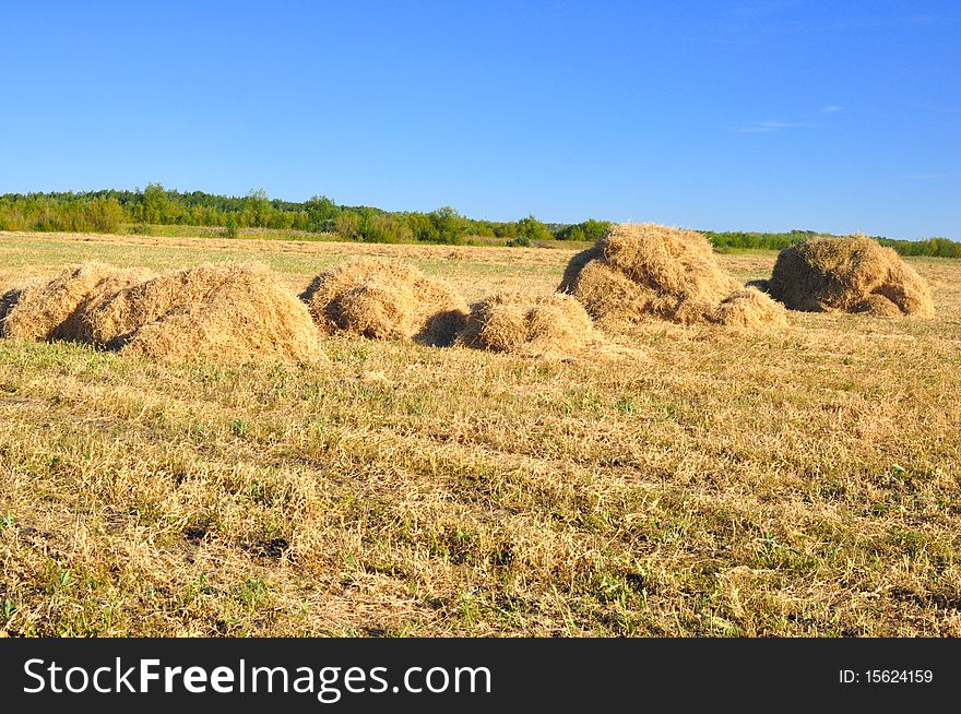 Haystack on the meadow in sunny day