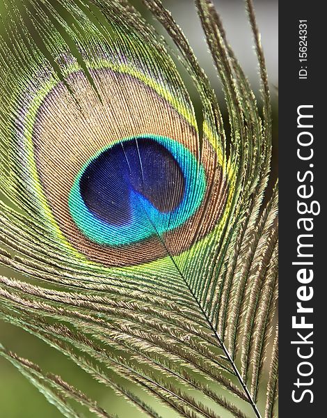 Peacock Feather Background