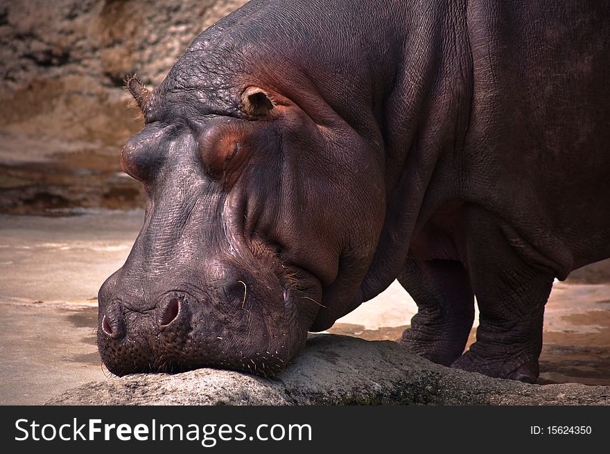 Hipopotamus Portrait