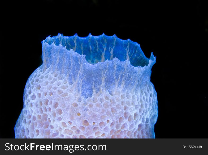 Blue Tube Sponge on a coral reef in the Caribbean Sea