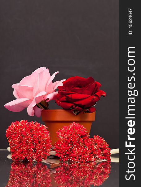 Roses And Desert Cactus Flowers with Reflection