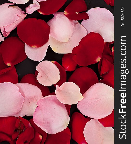 Rose Petal Background