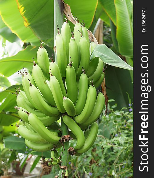 Green and unripe cultivar bananas on tree