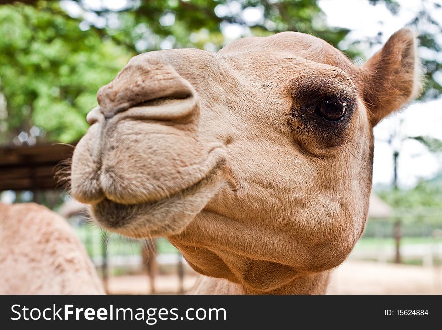 Camel S