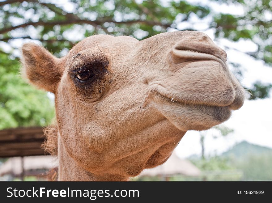 Camel S