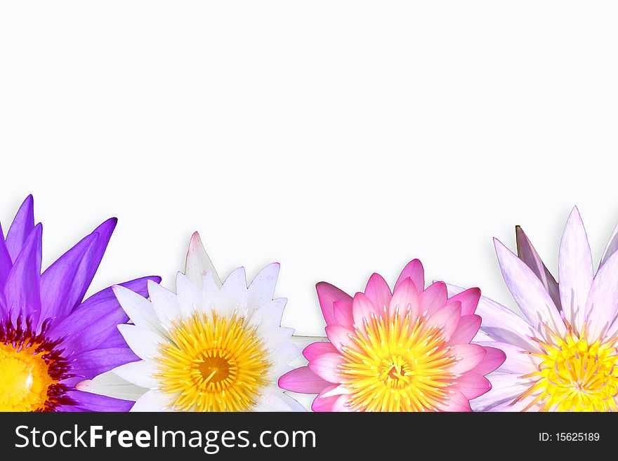 Multi color of lotus background. Multi color of lotus background.