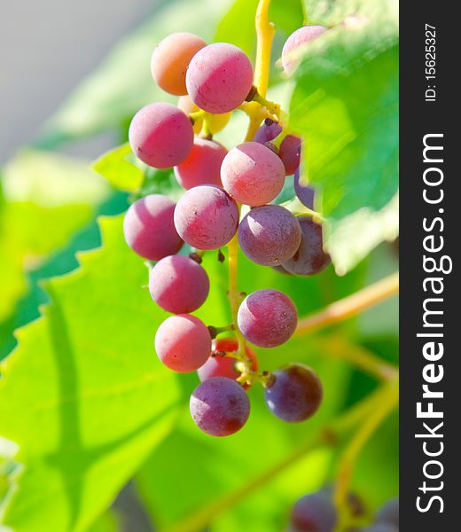 Red bunches of grape