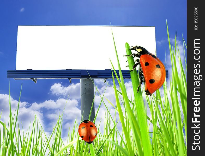 Big blank billboard in fresh grass with ladybugs