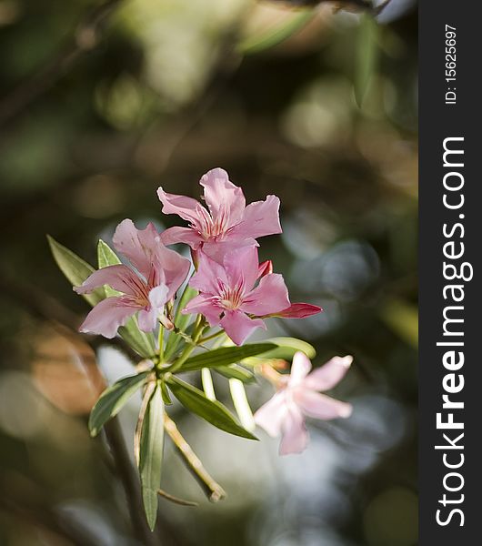 Oleander - garden detail, with the colorful soft bokeh background. Oleander - garden detail, with the colorful soft bokeh background