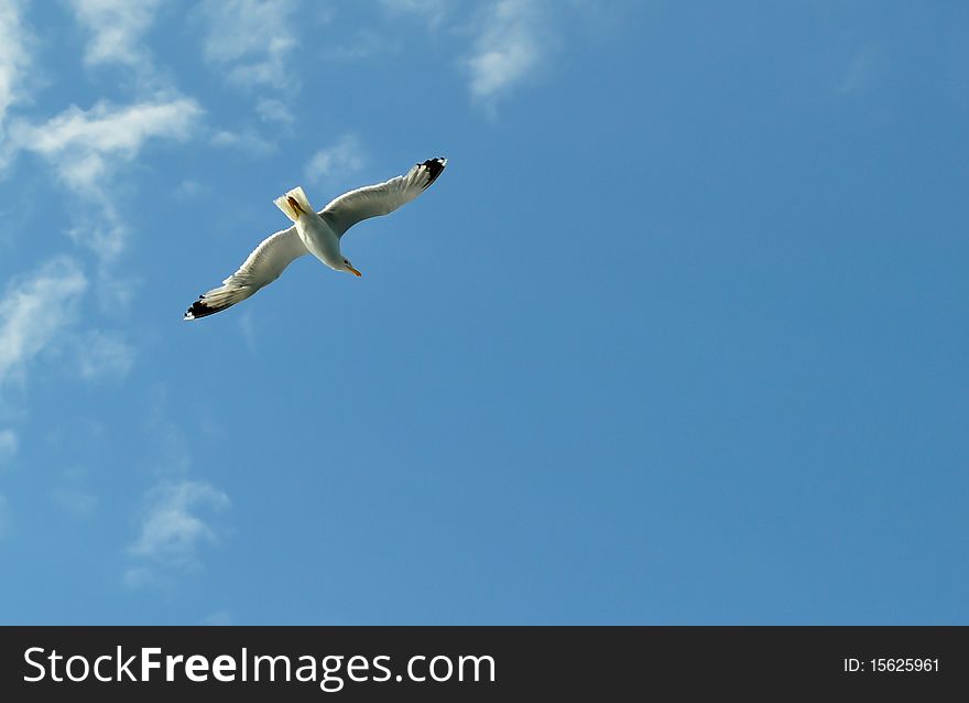 Gull's Flight (left)