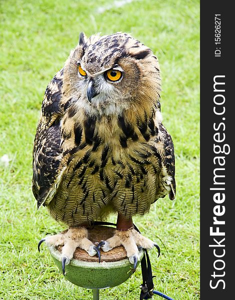 Big eagle owl at Howden show watching everyone passing by. Big eagle owl at Howden show watching everyone passing by