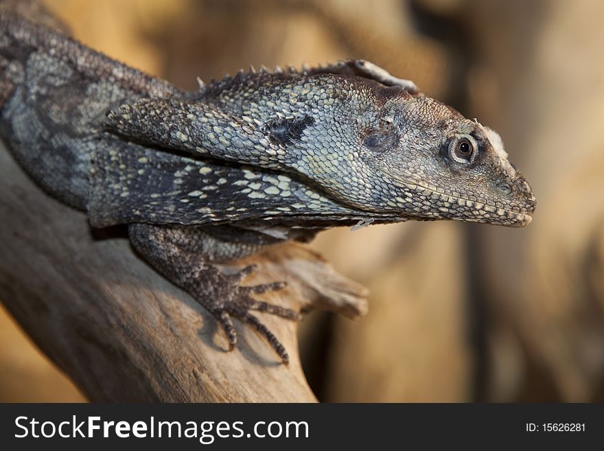 side portrait of a Frilled Lizard (Chlamydosaurus kingii)