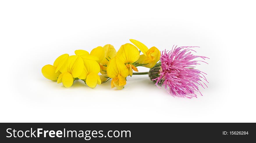 Bright beautiful flowers on a white background. Isolation on white.