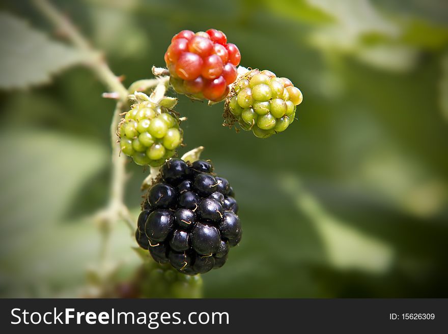A luscious blackberry nice and ripe and ready to eat. A luscious blackberry nice and ripe and ready to eat