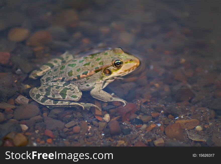 A large frog sitting in a lake. Closeup, macro. A large frog sitting in a lake. Closeup, macro.