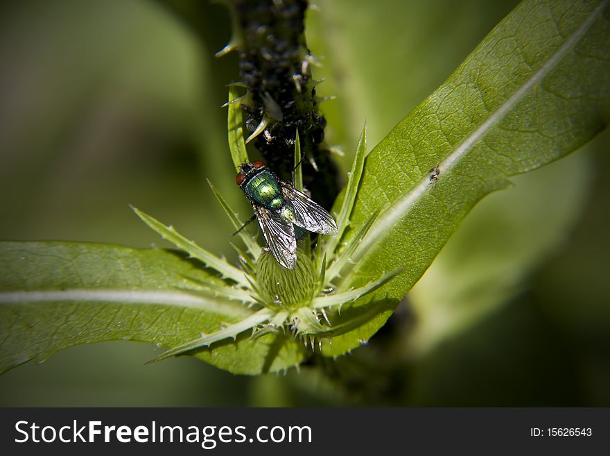 Greenbottle and Aphids