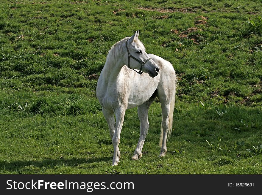 Arabian horse on a meadow in Lower Saxony, Germany, Europe