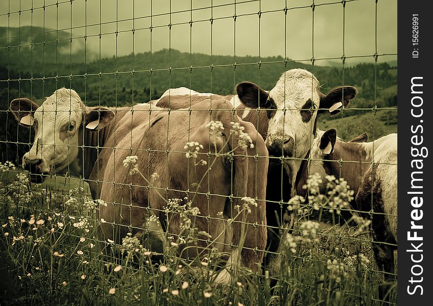 Cows in barn.