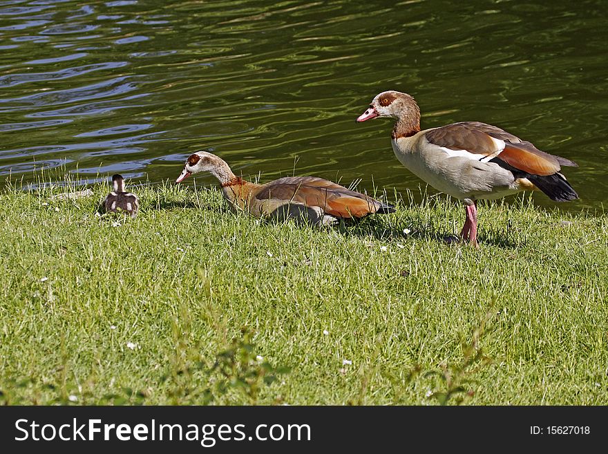 Egyptian Goose (Alopochen aegytiacus) with a young animal at the pond in Germany, Europe. Egyptian Goose (Alopochen aegytiacus) with a young animal at the pond in Germany, Europe