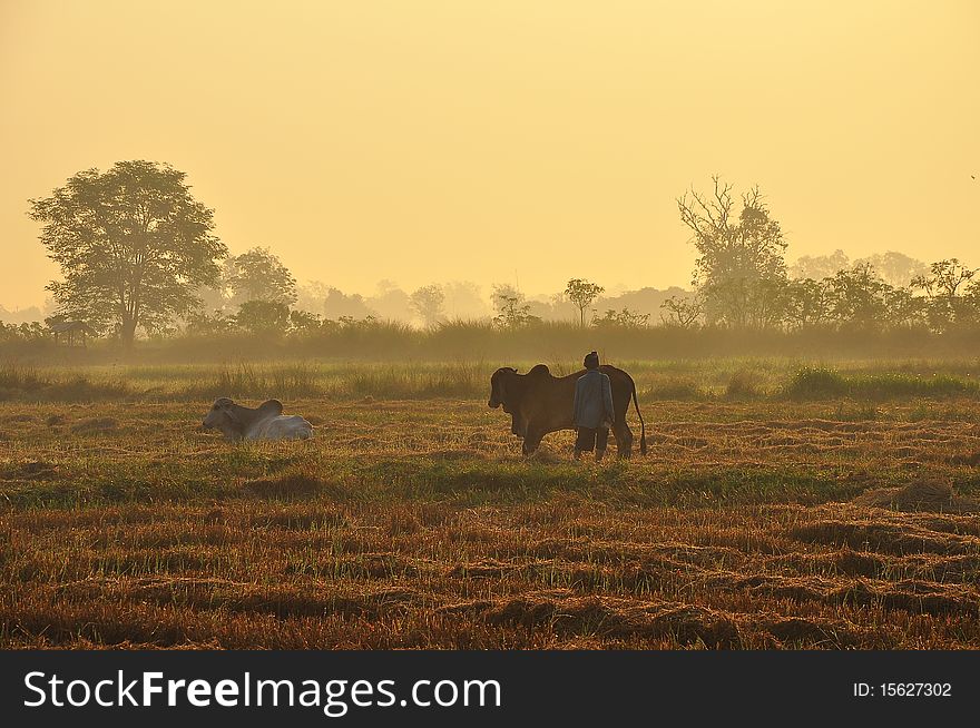 Foggy rice field in winter season ,Thailand