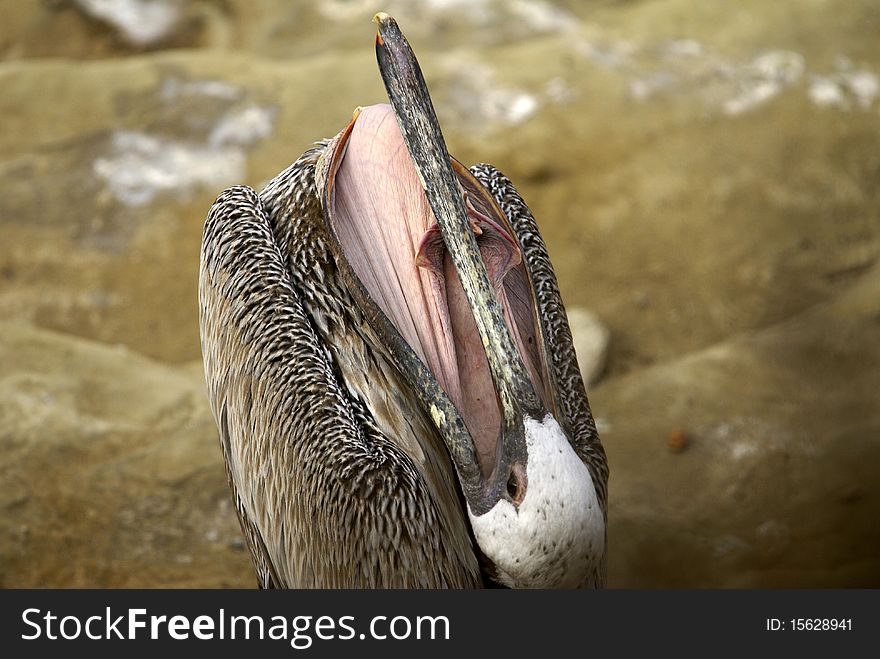 Unique image of the inside of a California Brown Pelican's pouch. Unique image of the inside of a California Brown Pelican's pouch