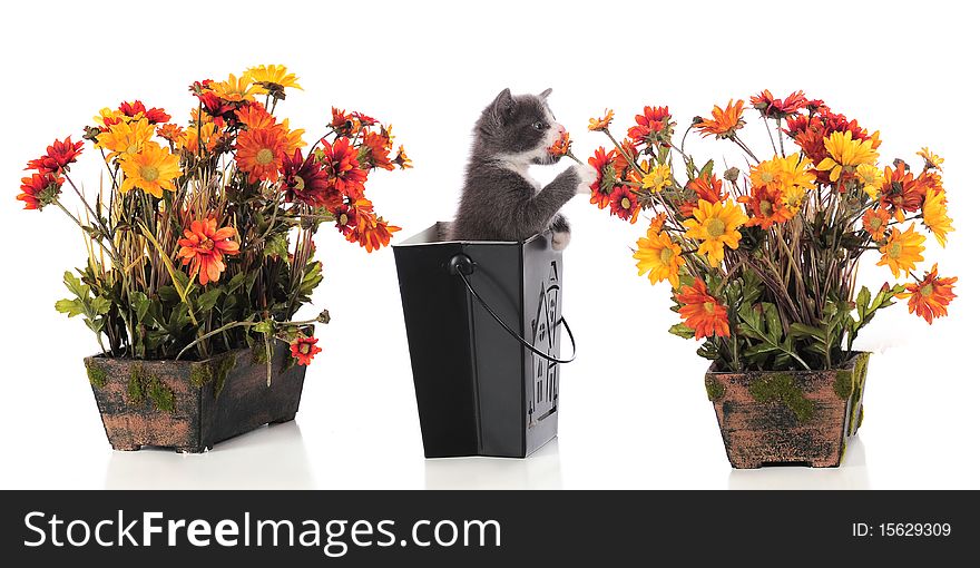 An adorable kitten standing in a Halloween container sniffing potted fall flowers. Isolated on white. An adorable kitten standing in a Halloween container sniffing potted fall flowers. Isolated on white.