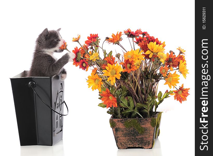 An adorable kitten in a black Halloween container smelling a pot of fall flowers.  Isolated on white. An adorable kitten in a black Halloween container smelling a pot of fall flowers.  Isolated on white.