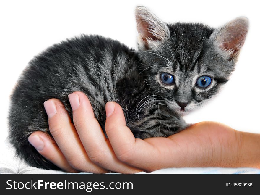 Little gray kitty blue eyes on child hand isolated over white. Little gray kitty blue eyes on child hand isolated over white