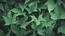 The Green Leaves Nature Wallpaper Royalty Free Stock Photo
