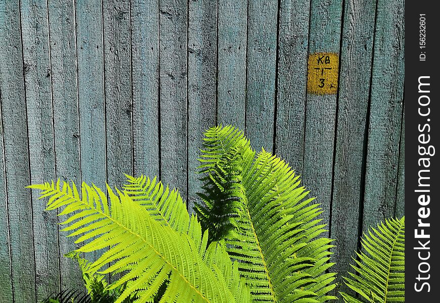 The fresh fern grows on a background of a wooden fence. Close-up of green fern leaves on wooden blue fence background