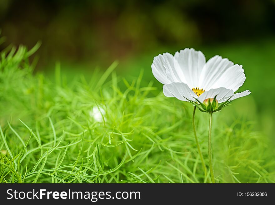 Cosmos Flower With Blurred Background. Cosmea Flower