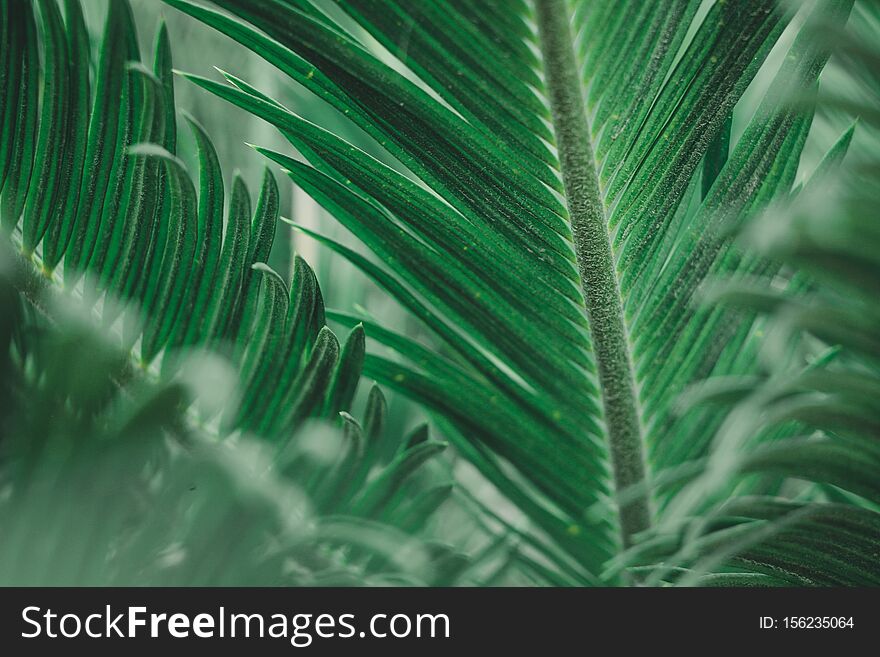 The green leaves nature wallpaper and background