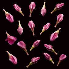 Pink Flower Buds Royalty Free Stock Images Pink Flower Buds Royalty Free Stock Images