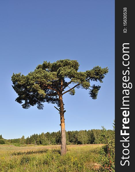 Landscape with lonely pine tree at forest edge, Russia. Landscape with lonely pine tree at forest edge, Russia