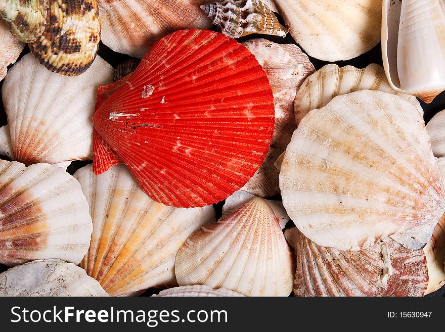 A lot of seashells background