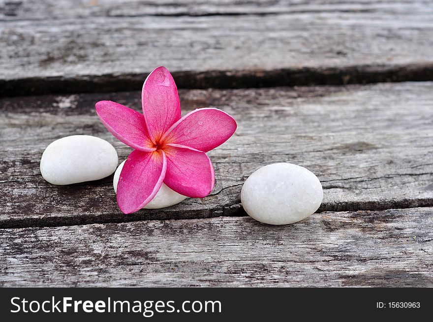 Tropical frangipani on weathered wood