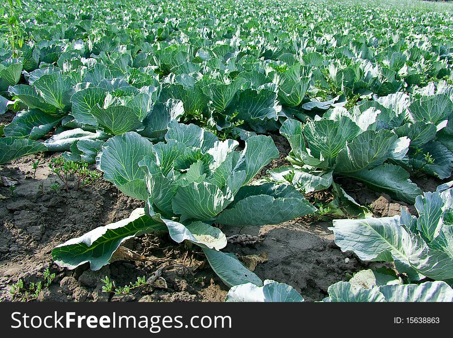 The field on which grows cabbages, cabbages growing in number