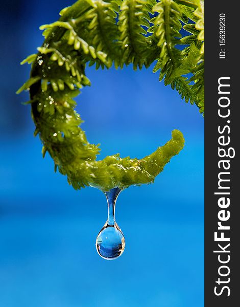 A single drop of water drips from a fern frond. There is a blue background. A single drop of water drips from a fern frond. There is a blue background