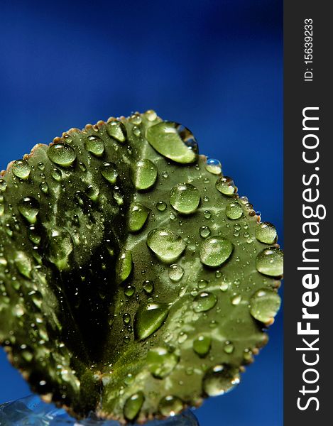 Multiple water drops seem to be suspended on a green leaf. There is a blue background. Multiple water drops seem to be suspended on a green leaf. There is a blue background.