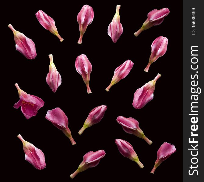 Pink flower buds isolated with clipping path