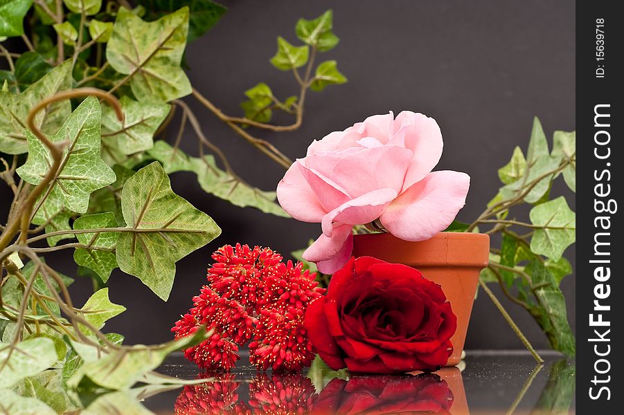 Roses and Desert Cactus With Vines. Roses and Desert Cactus With Vines