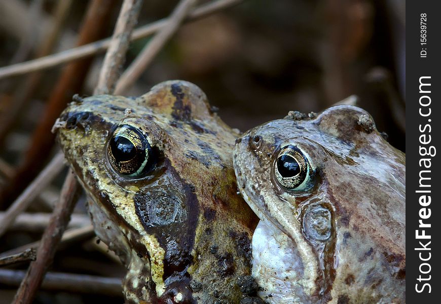 Two frogs having sex on the bank of a pond. Spring. Two frogs having sex on the bank of a pond. Spring.