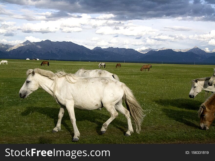 Horses at the Mongolian Steppe. Horses at the Mongolian Steppe