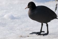 Common Coot On Ice Stock Image