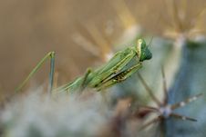 Praying Mantis, Mantis Religiosa Stock Images Praying Mantis, Mantis Religiosa Stock Images